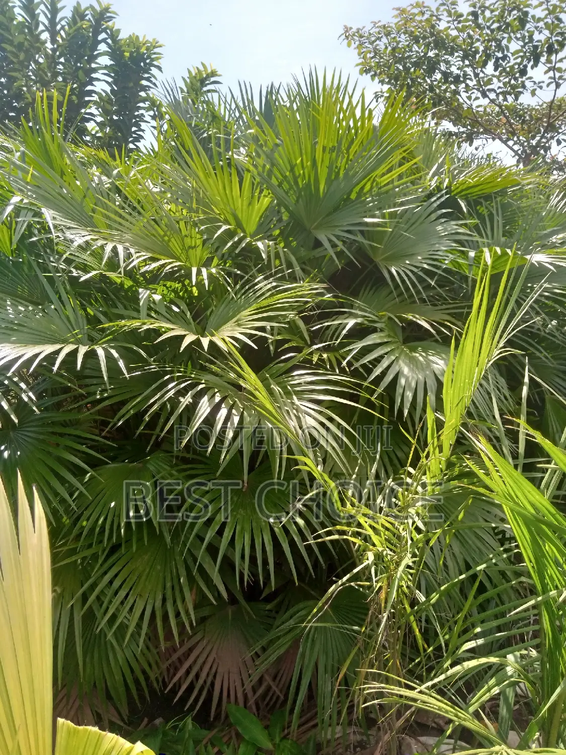 Chinese Fan Palms in All Types Available at Our Garden.