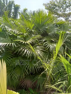 Chinese Fan Palms in All Types Available at Our Garden.