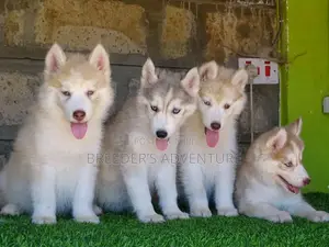 1-3 months Male Purebred Siberian Husky