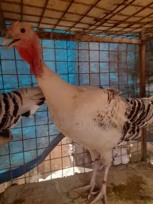 Mature Female Turkeys