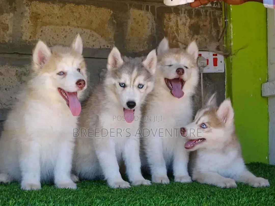 1-3 months Male Purebred Siberian Husky