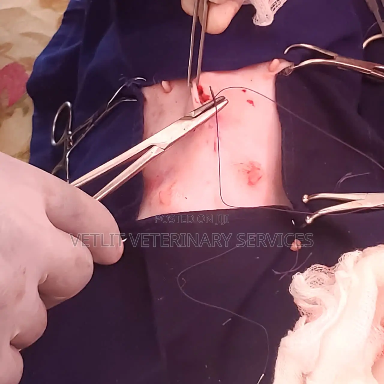 Veterinary Surgeon