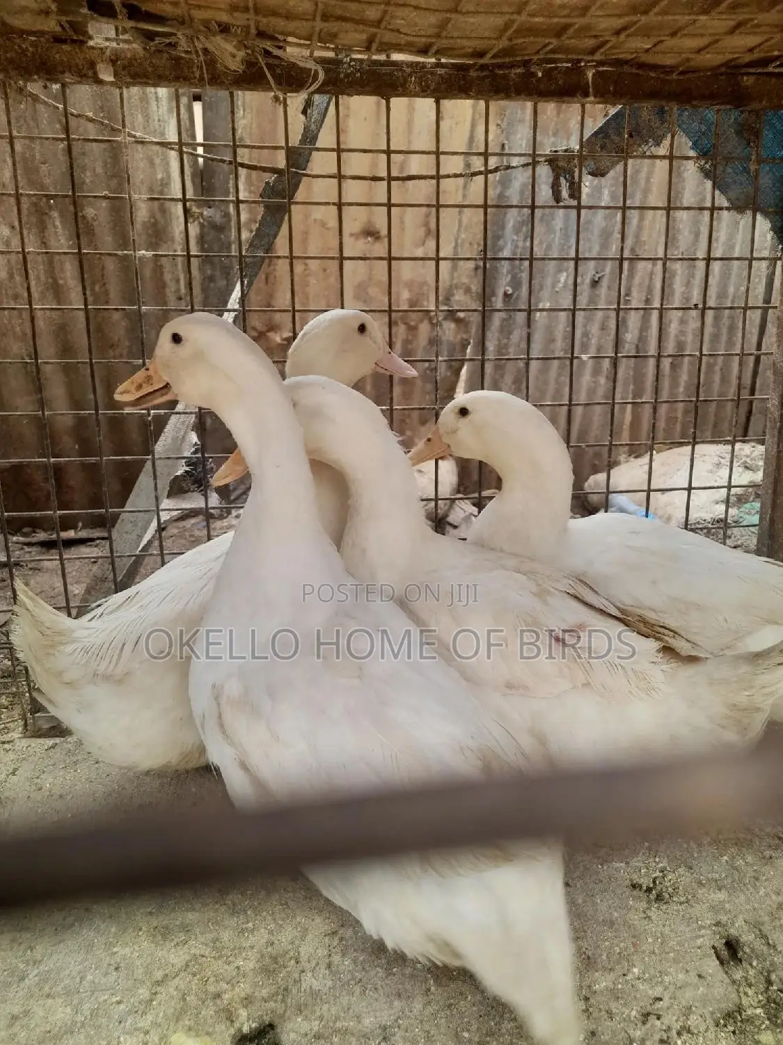 Pekin Ducks for Sell