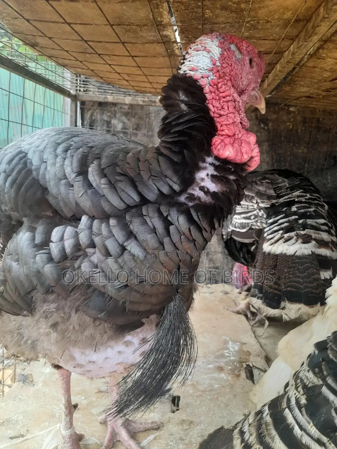 7kg Male Turkey for Sell
