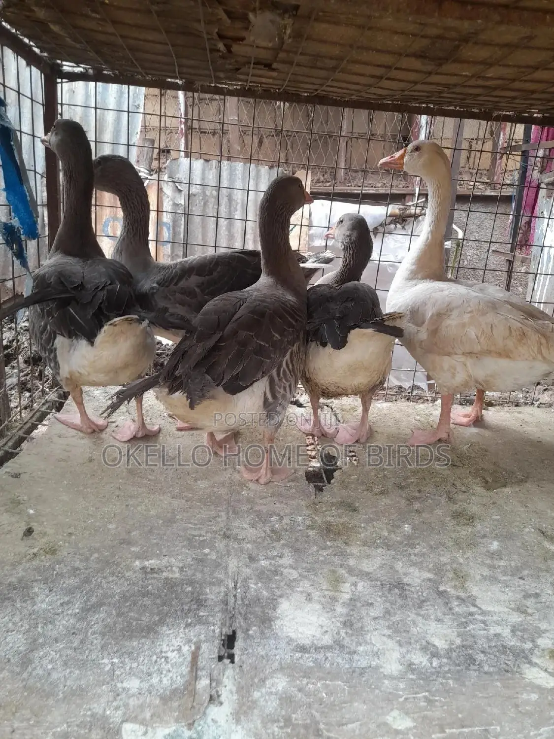 5 Mature Geese for Sell in Kampala