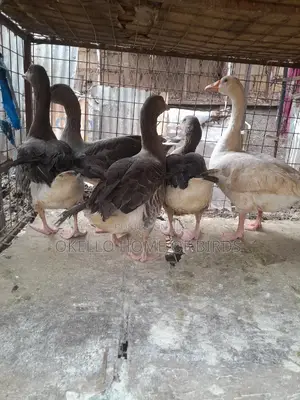 5 Mature Geese for Sell in Kampala