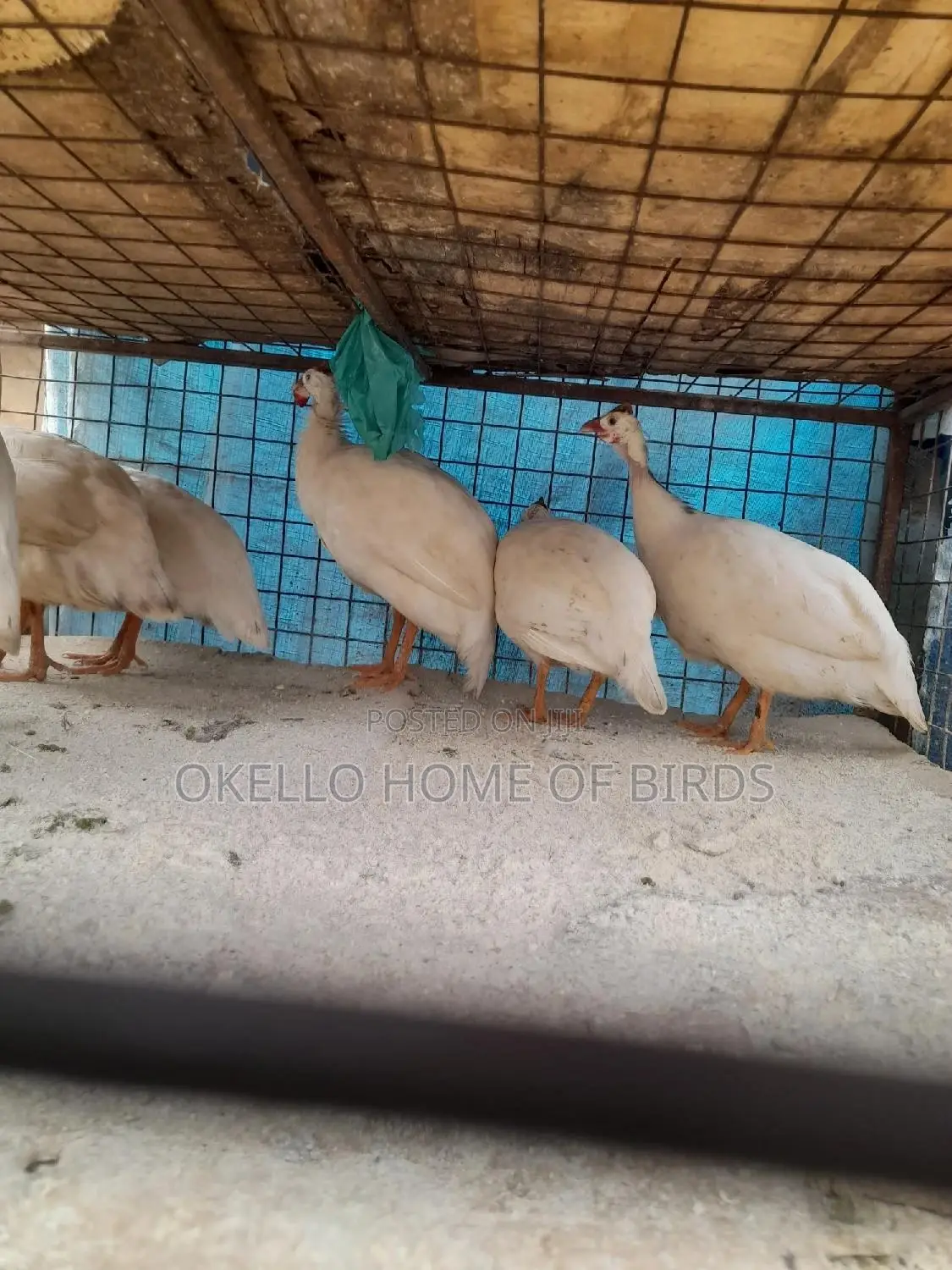 3 Pure White Guinea Fowlz For Sell