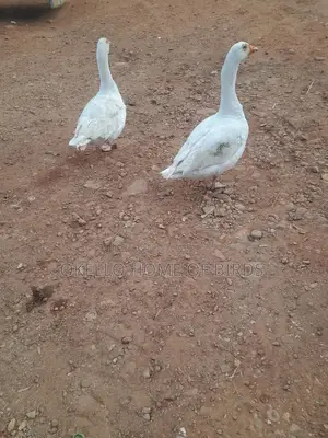 Male and Female Mature
