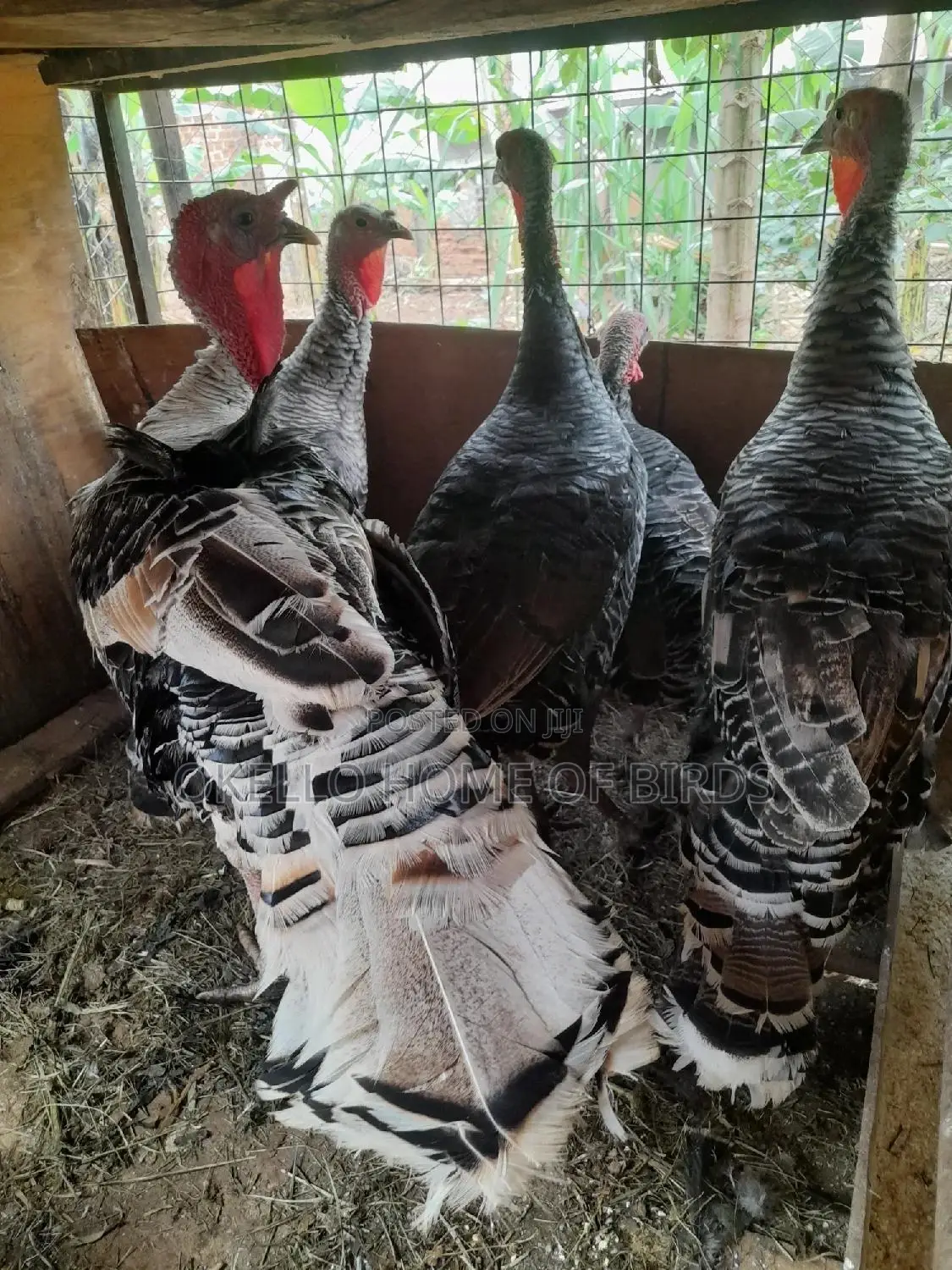 4 Females and 1 Male Ready to Lay
