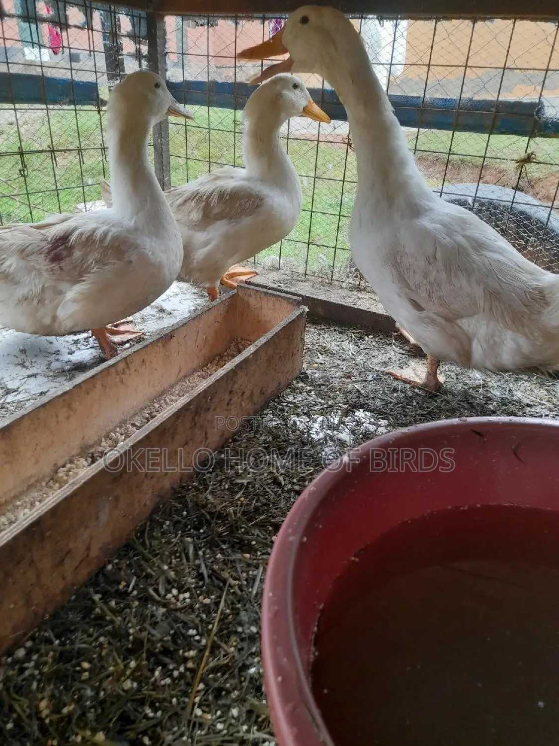 2 Females and One Male Pekin for Sell