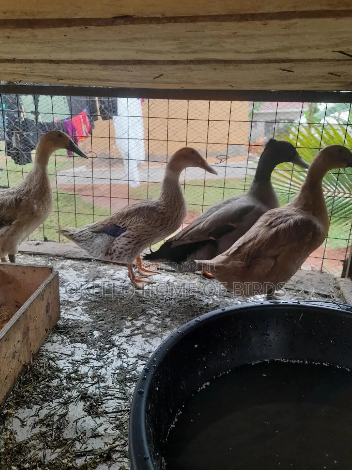 Mature Rouen Duckz for Sell