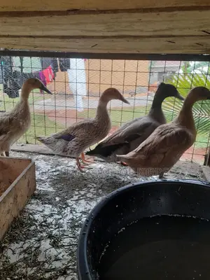 Mature Rouen Duckz for Sell