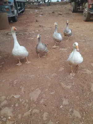 5 Mature Geese for Sell