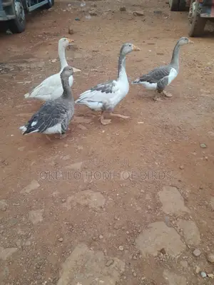 Geese for Security Both Home and Farm