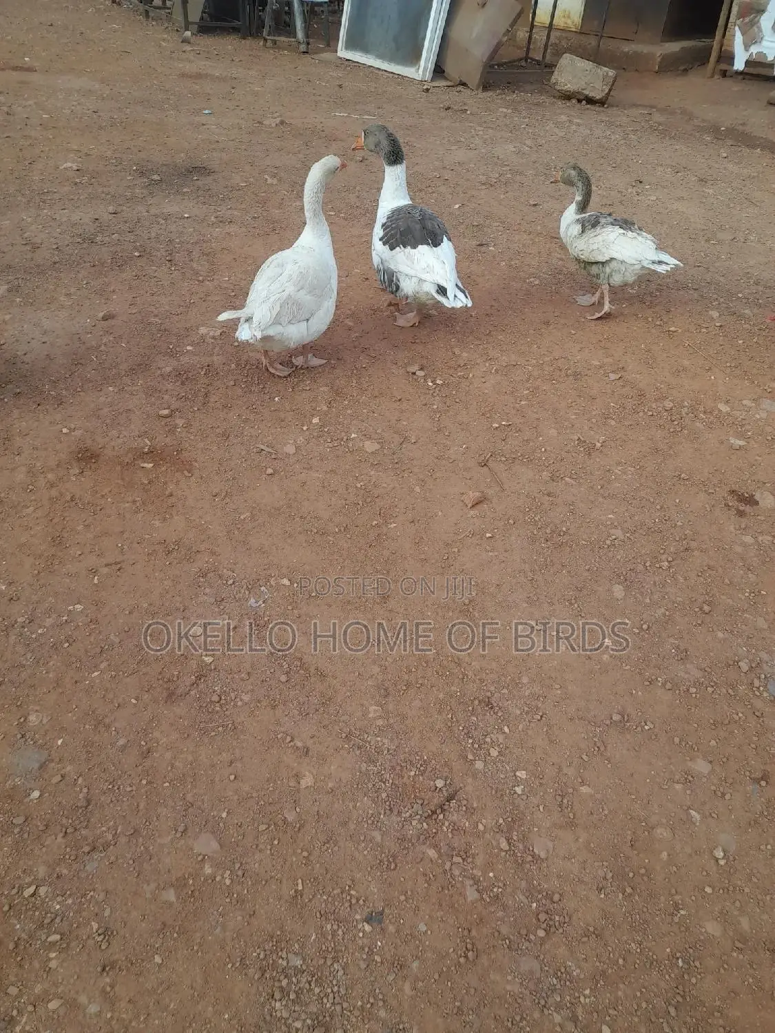 3 Geese for Sell Both Security and Breeding