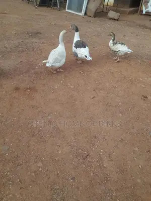3 Geese for Sell Both Security and Breeding