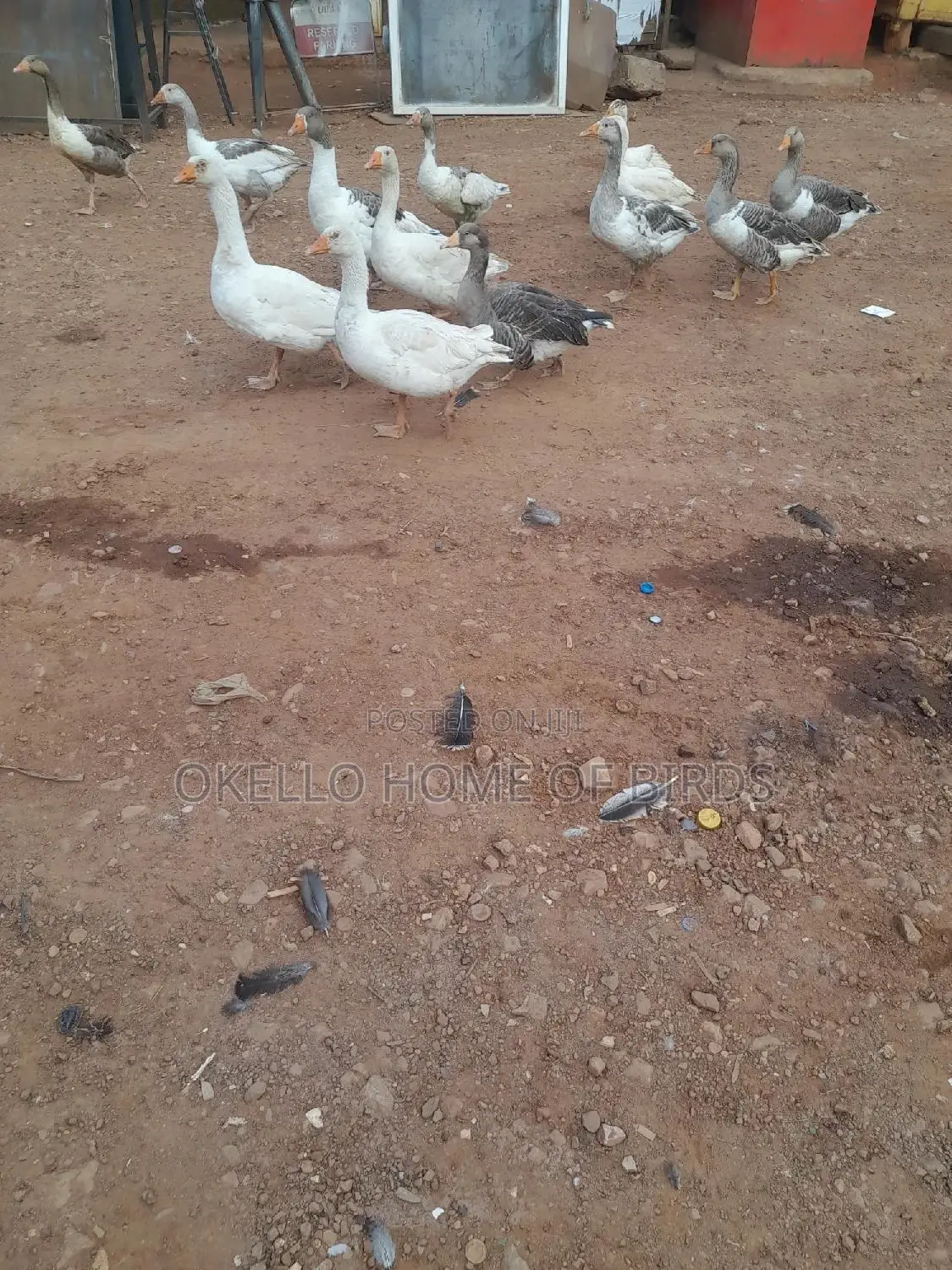 Geese For Sell In Pairs For Security