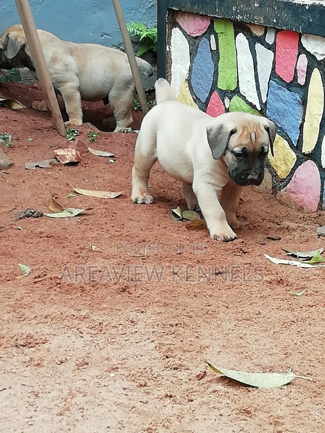1-3 months Male Purebred Boerboel