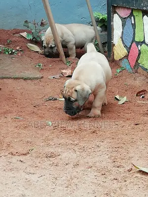 1-3 months Male Purebred Boerboel