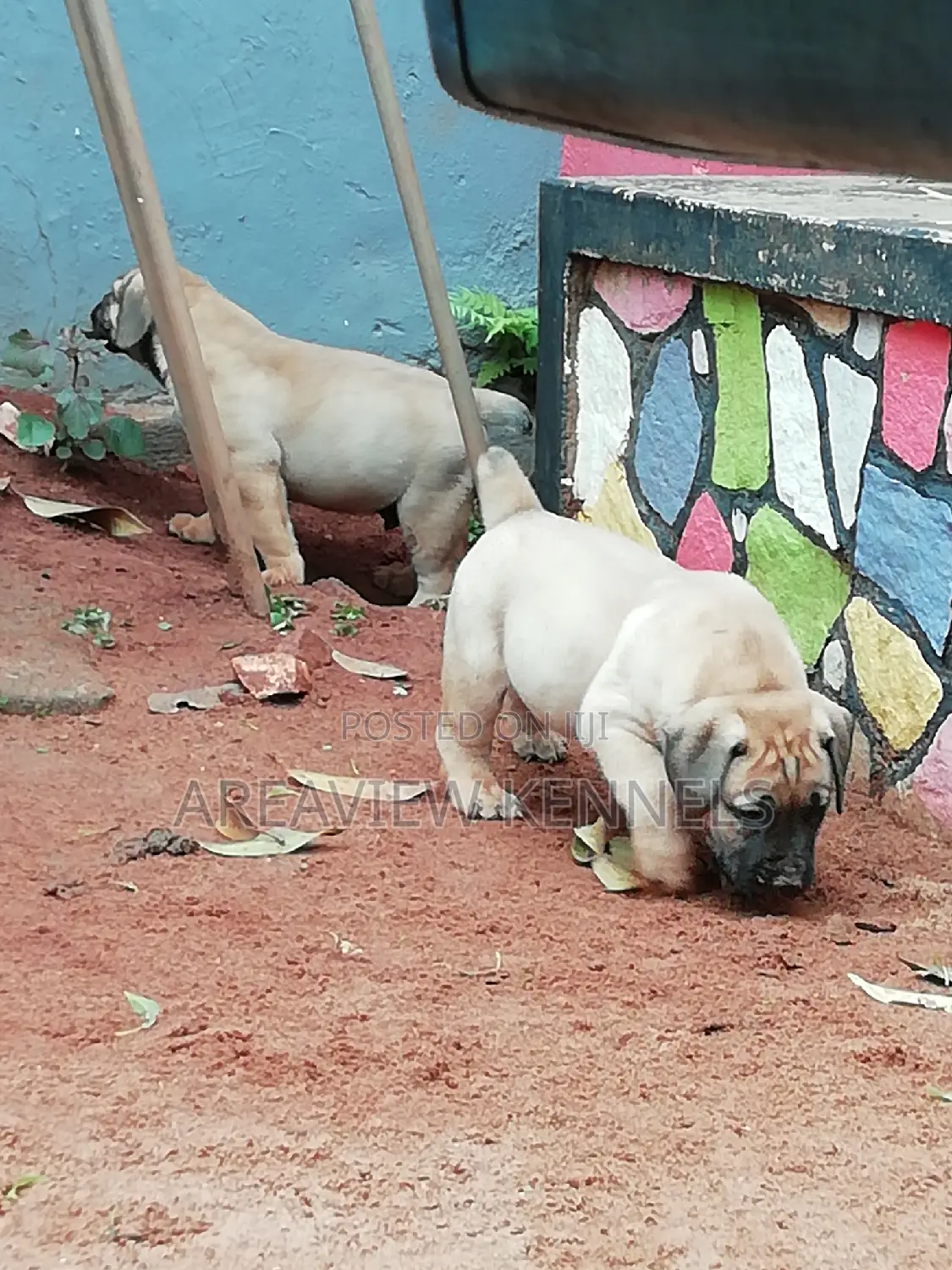 1-3 months Male Purebred Boerboel