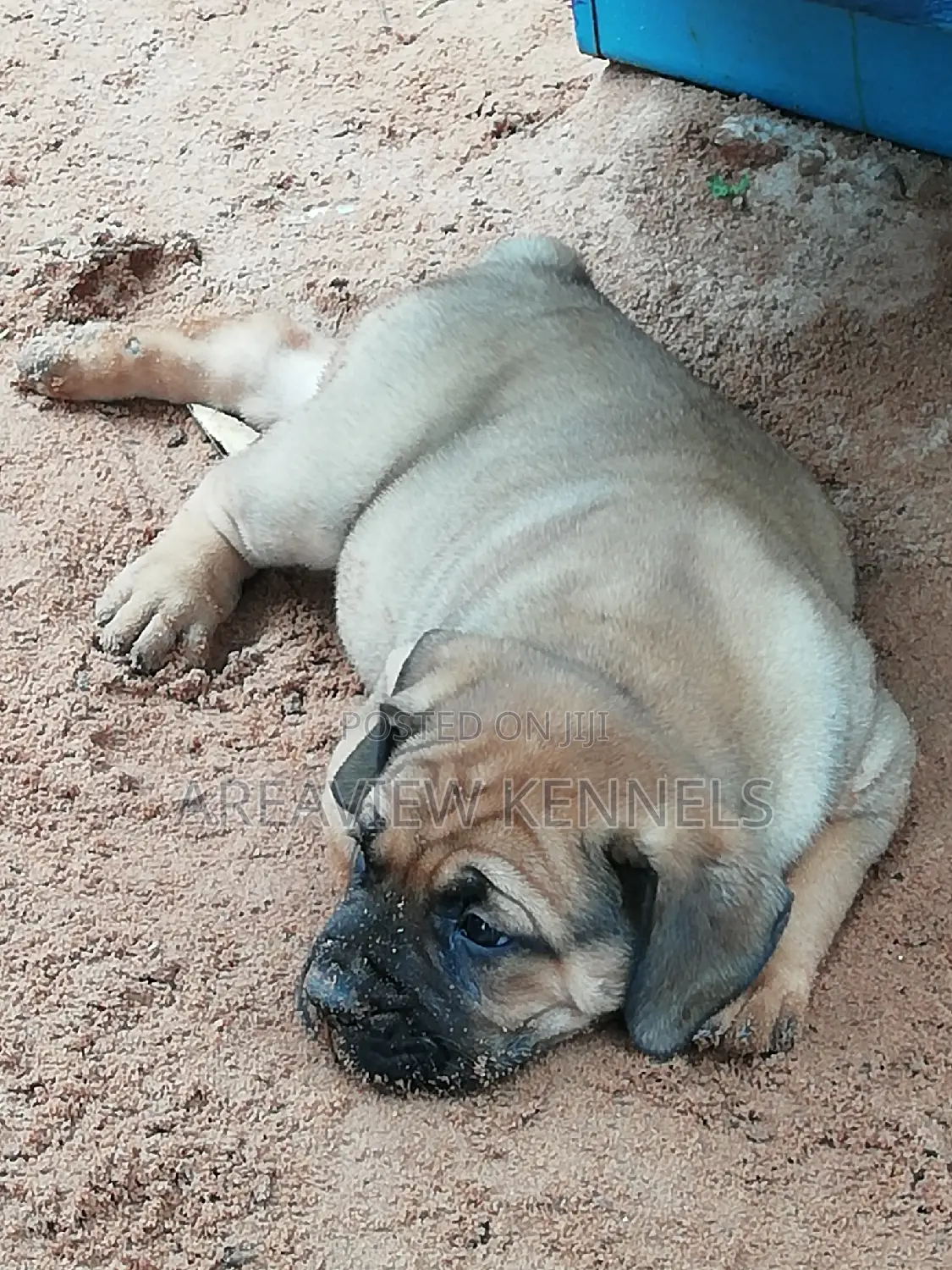 1-3 months Male Purebred Boerboel