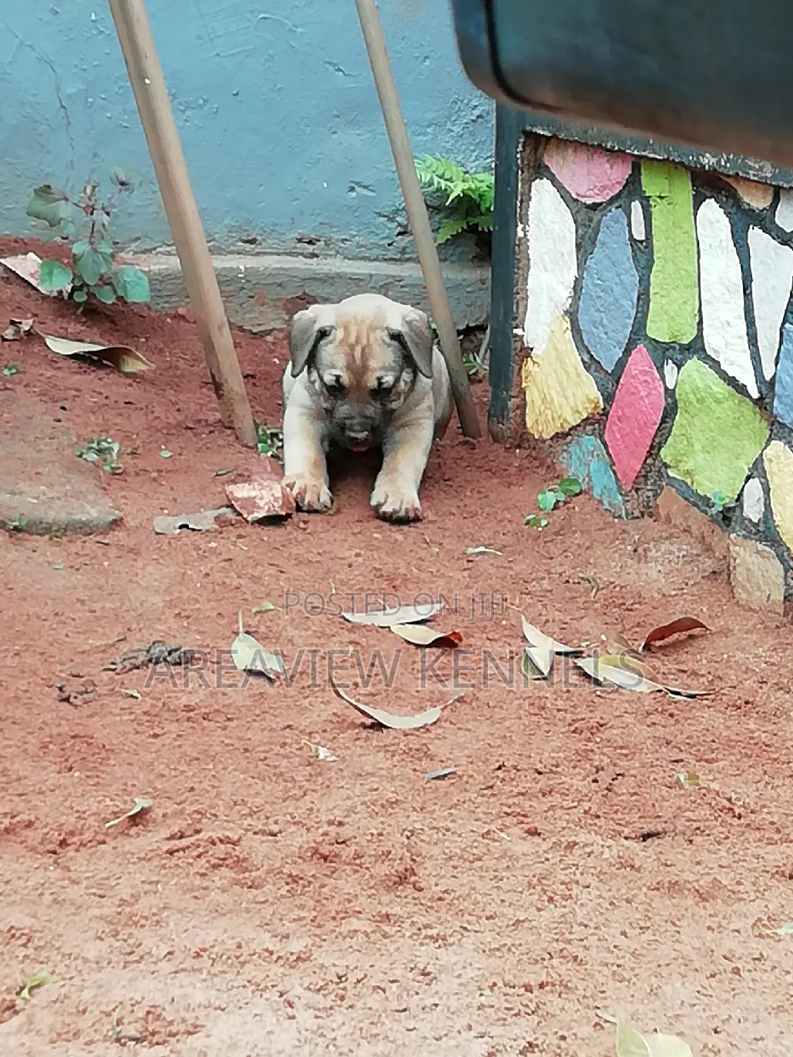 1-3 months Male Purebred Boerboel