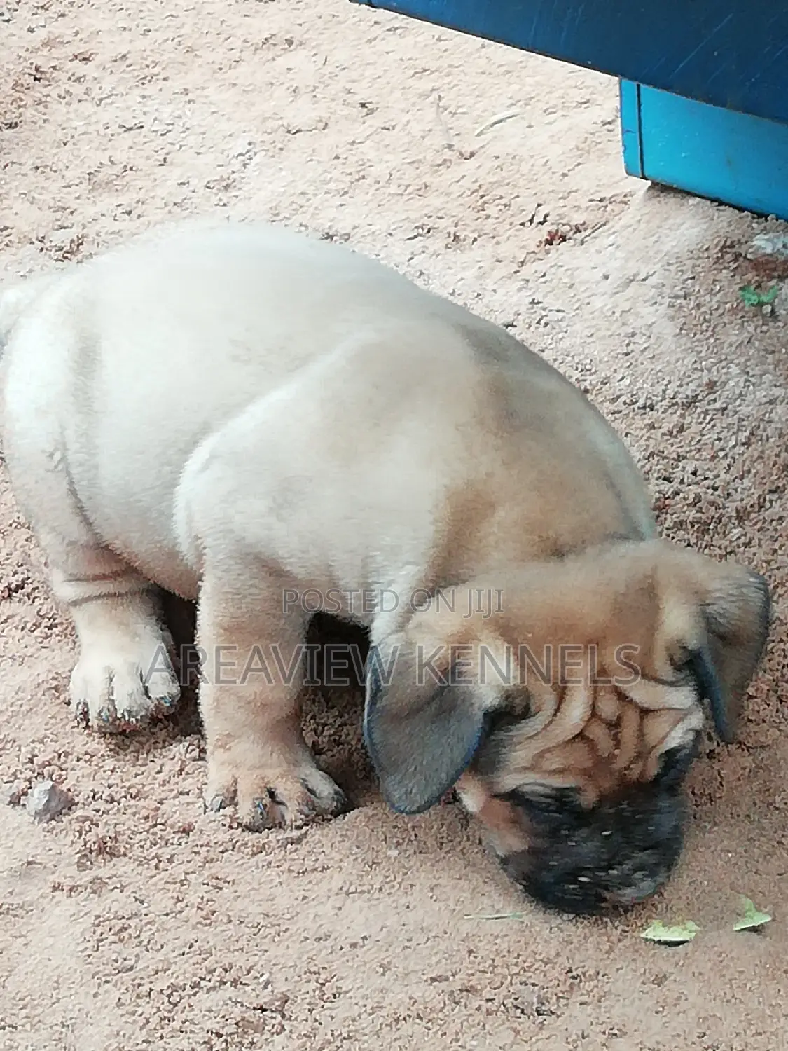 1-3 months Male Purebred Boerboel