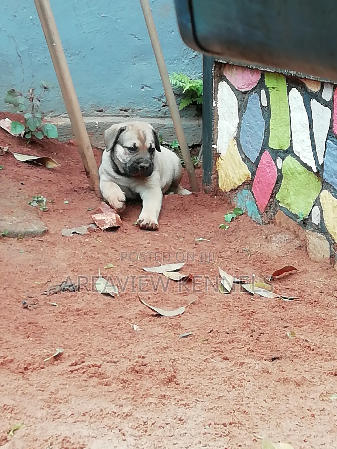 1-3 months Male Purebred Boerboel