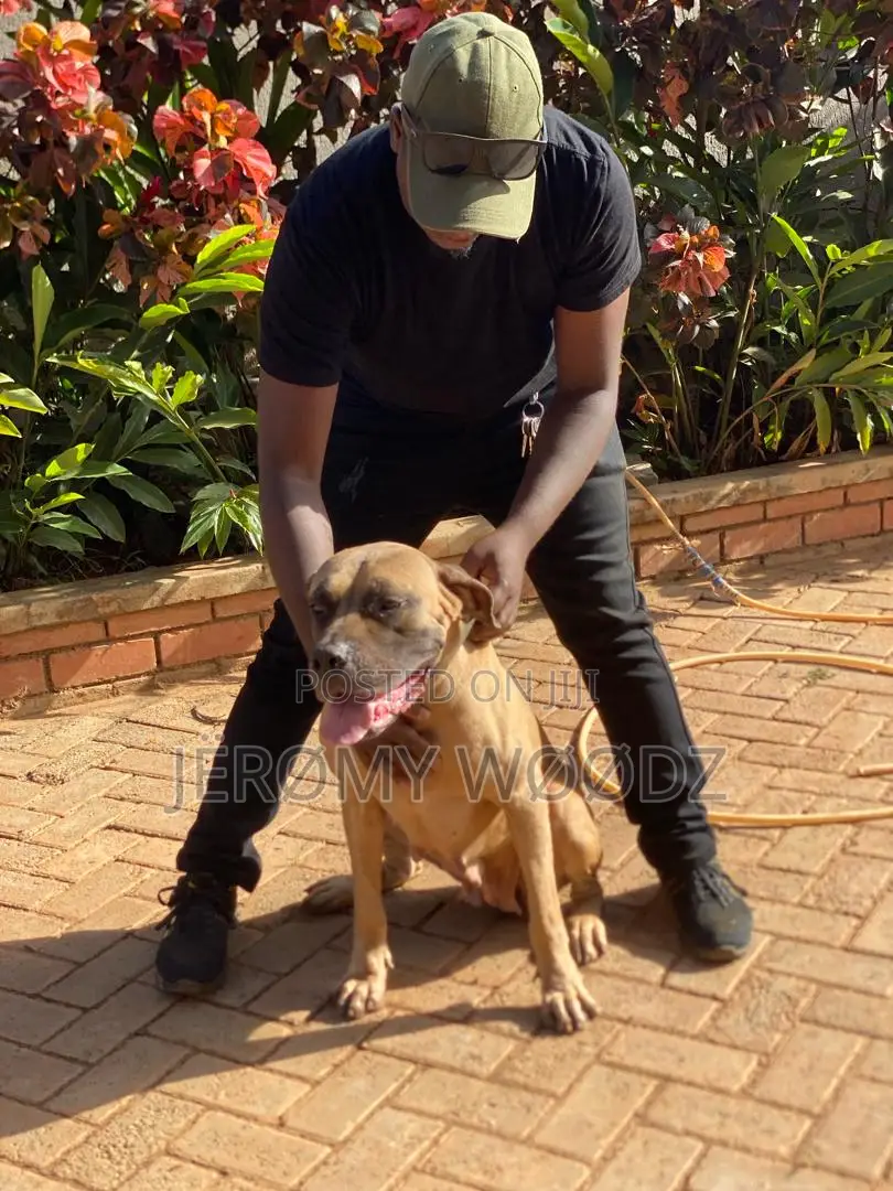 1+ year Female Purebred Boerboel