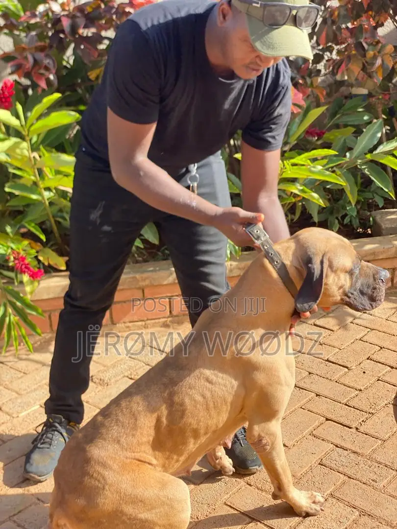 1+ year Female Purebred Boerboel