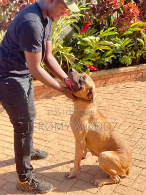 1+ year Female Purebred Boerboel