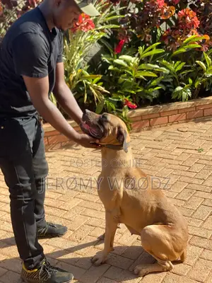 1+ year Female Purebred Boerboel