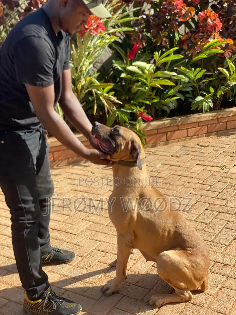 1+ year Female Purebred Boerboel