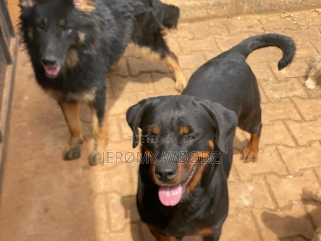 1+ year Female Purebred Rottweiler