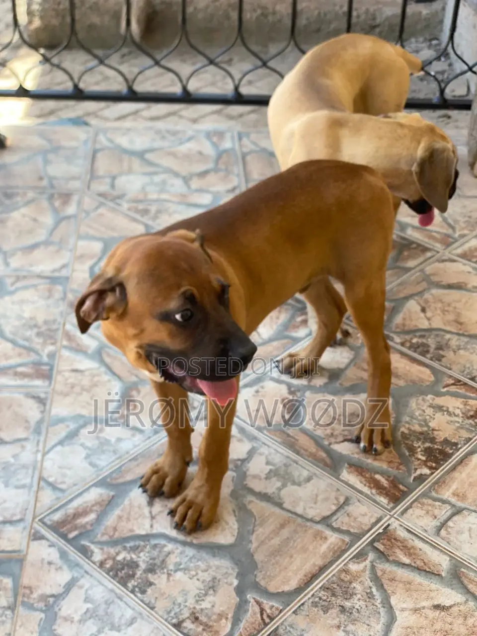 3-6 months Male Purebred Boerboel