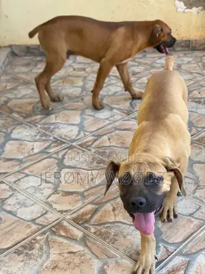 3-6 months Male Purebred Boerboel