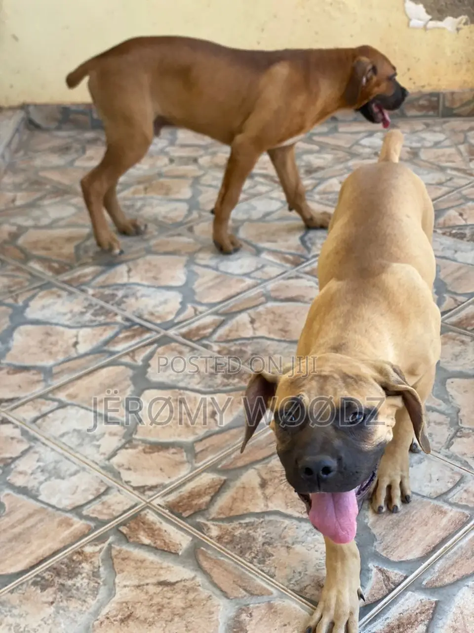 3-6 months Male Purebred Boerboel