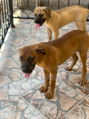 3-6 months Male Purebred Boerboel