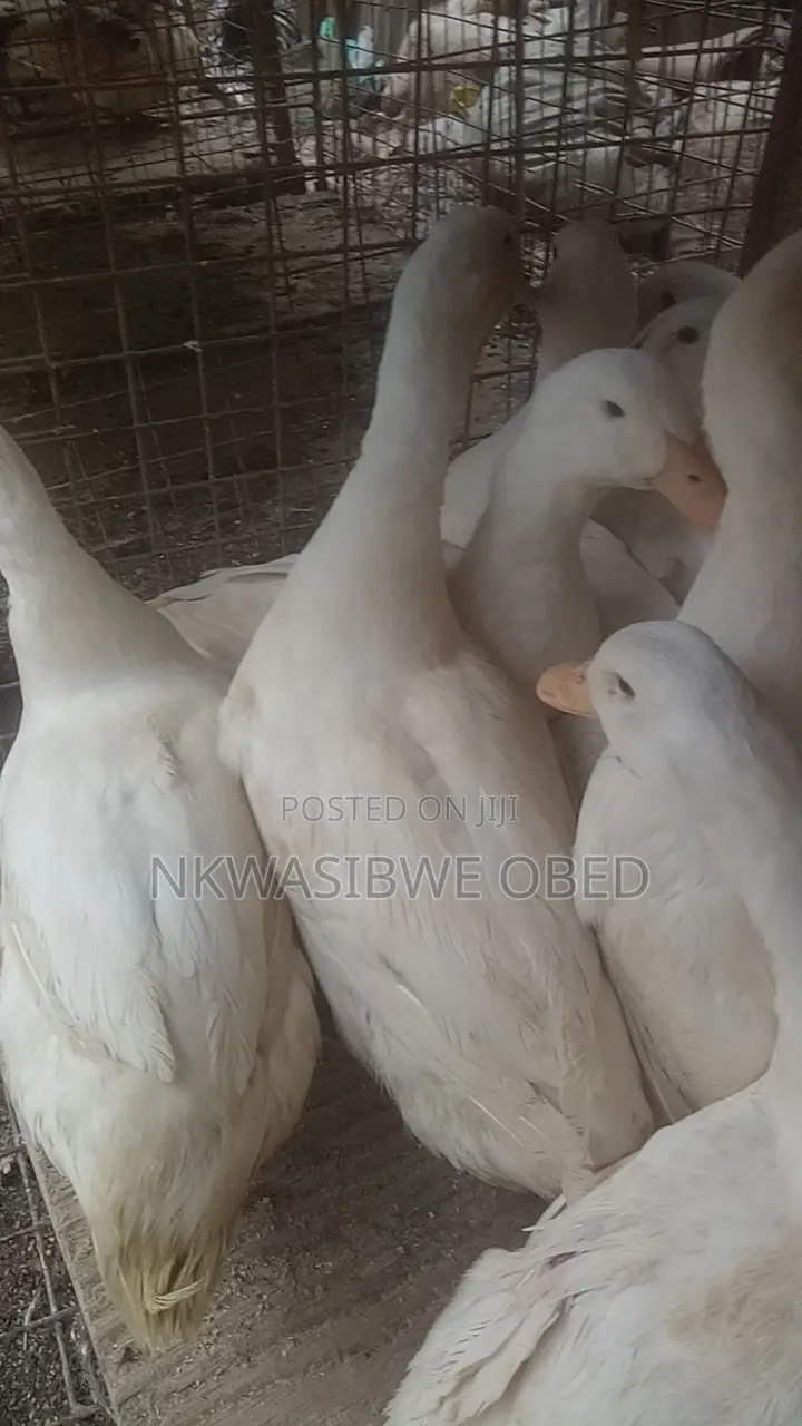 Jumbo Pekin Ducks