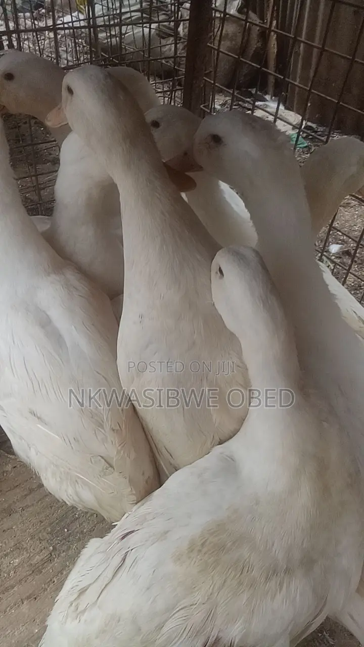 Jumbo Pekin Ducks