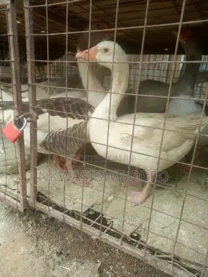 Mature Laying Geese
