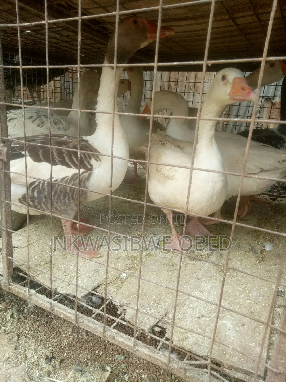 Mature Laying Geese