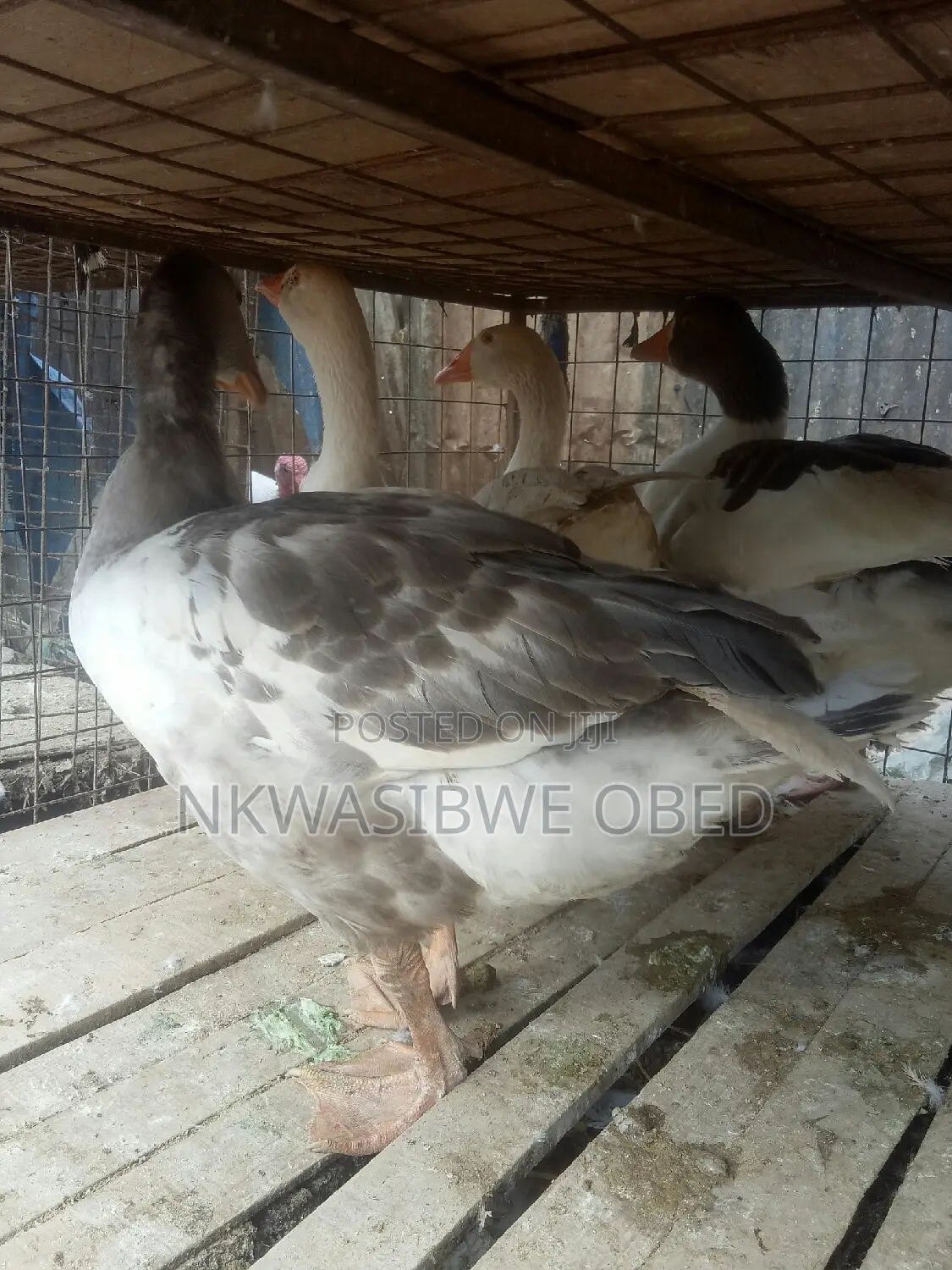 Mature Laying Geese