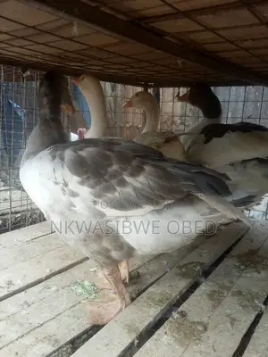 Mature Laying Geese