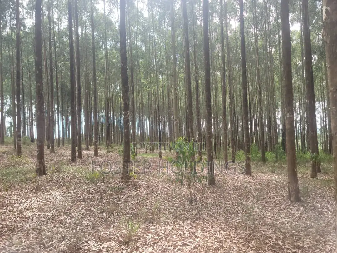 Mature Eucalyptus Trees for Sale