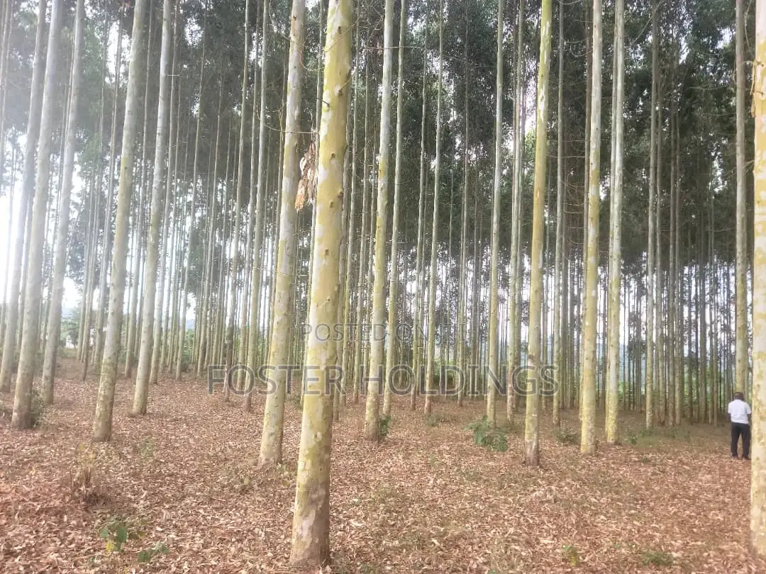Mature Eucalyptus Trees for Sale