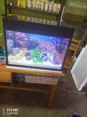 Photo - Small and Nice Aquarium