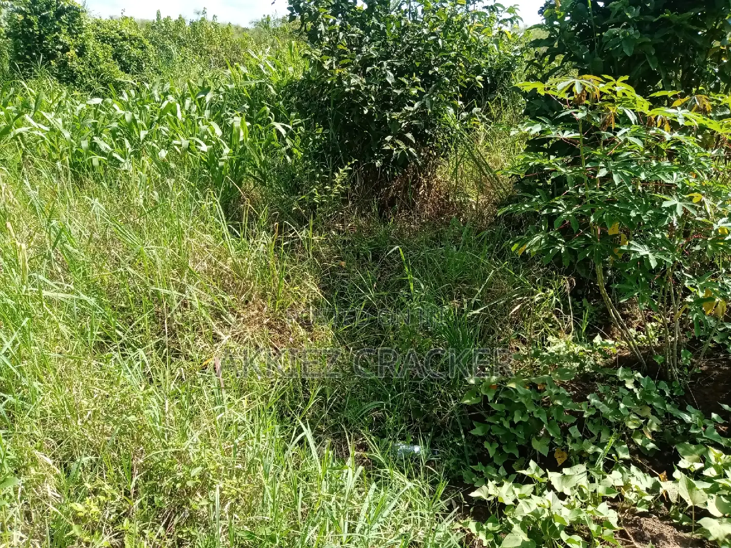 Plot for Sale