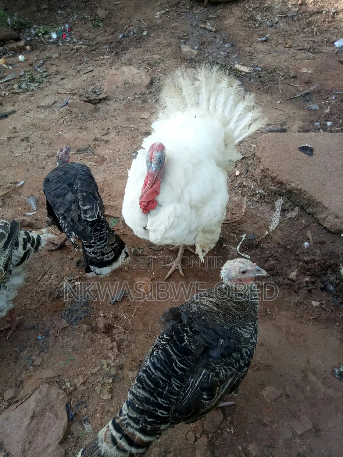 White Holland Male Turkey