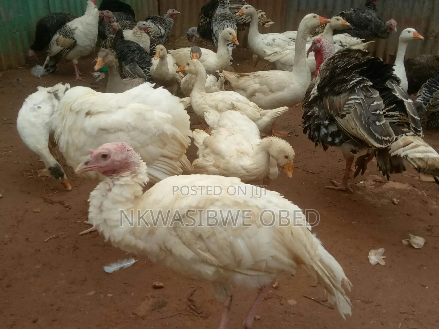 White Holland Male Turkey